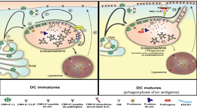 Figure 12 – Présentation CMH-II d’antigène exogènes par les DC / Régulation  Adapté de Broeke T.T