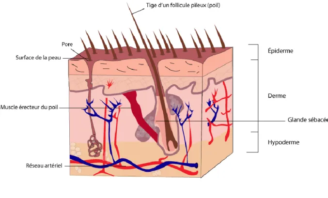 Figure 3: Vascularisation cutanée 