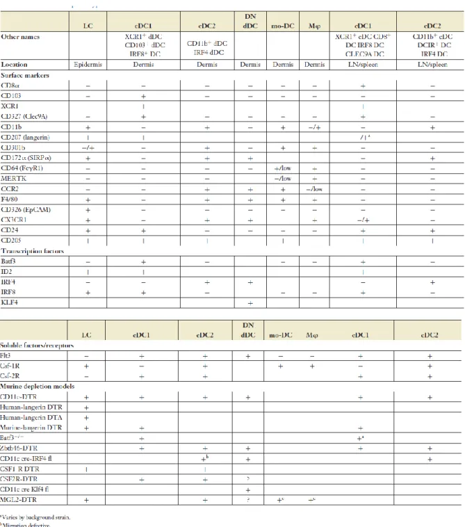 Tableau 1 : Phénotype des APC de souris et délétion  