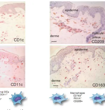 Figure 7: Localisation des DDC et des macrophages du derme sur coupes  histologiques de peau humaine en conditions non inflammatoires