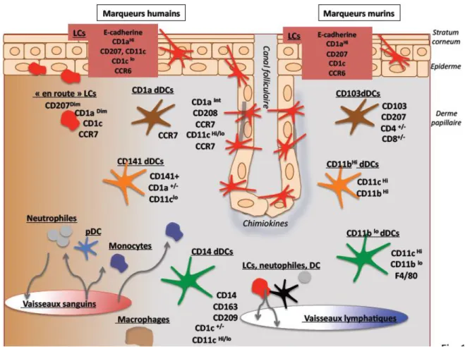 Figure 9: Cellules dendritiques et macrophages de la peau humaine et murine  (Combadière B, Perrin H 2014)