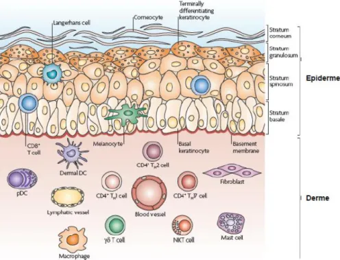 Figure 10: Principales cellules immunitaires cutanées et localisation en conditions  non inflammatoires (Frank O