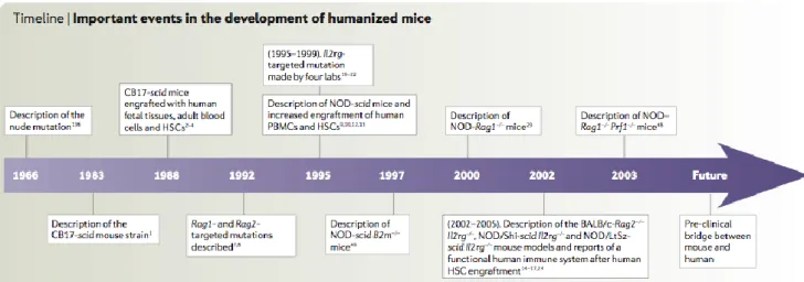 Figure 12: Différentes étapes de la mise au point de souris immunodéficientes. 