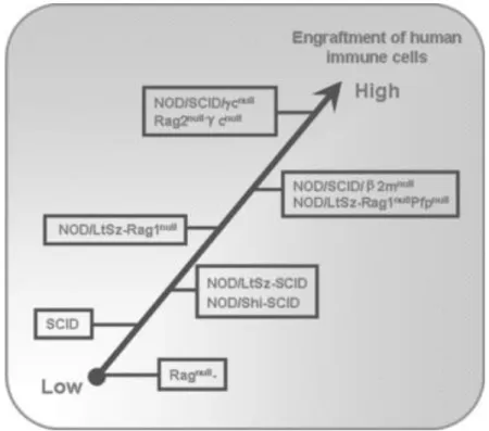 Figure 13 : Evolution des différentes lignées de souris immunodéficientes. 