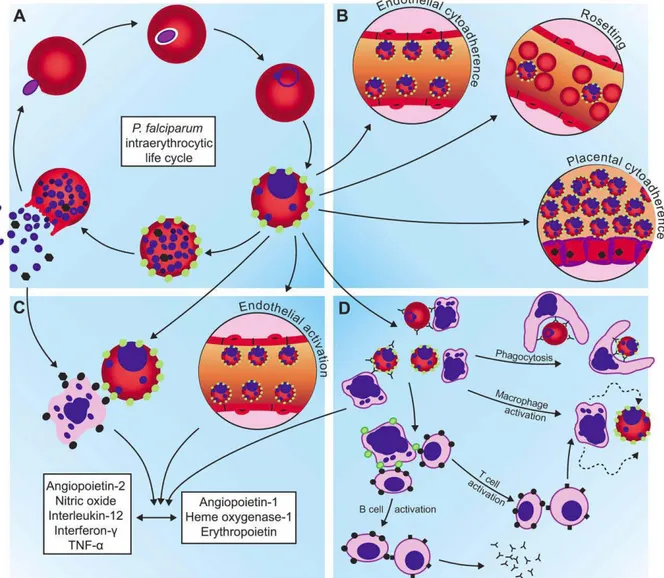 Figure 2: pathogénèse du paludisme à P. falciparum  source :[27] 