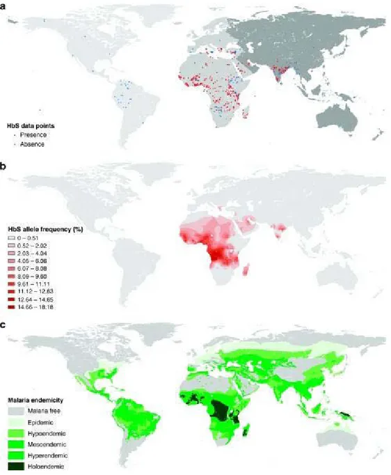 Figure 6: Distribution globale de l’allèle S et du paludisme.  