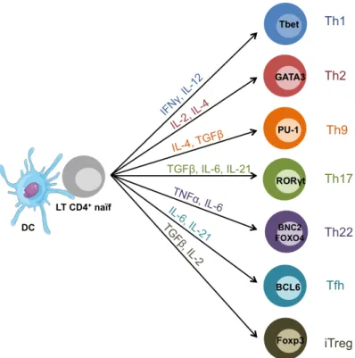 Figure 7 : Différenciation d’un LT CD4 +  naïf en LTh. Selon l’environnement cytokinique imposé  par  la  DC,  le  LT  CD4 +   se  différencie  en  un  LTh  particulier