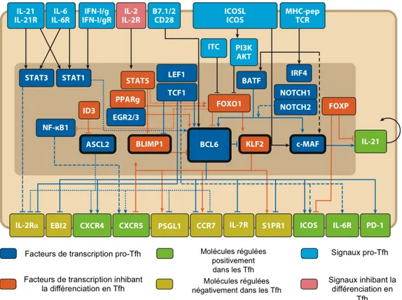 Figure  8 :  Régulation  transcriptionnelle  de  la  différenciation  d’un  LT  CD4 +   naïf  en  Tfh