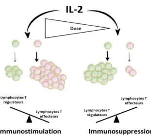 Figure 6 : Effets pléiotropiques de l’IL-2 en  fonction de la dose utilisée 