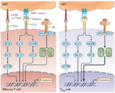Figure 7 : Sensibilité différentielle des cellules T effectrices et Treg à l'interleukine-2 