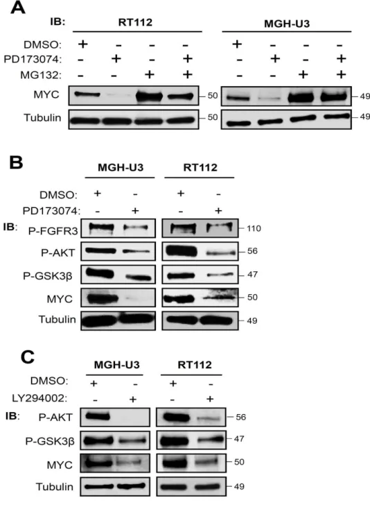 Figure  5: FGFR3  prevents  proteasome-mediated  MYC  protein  degradation through  AKT-mediated GSK3β inhibition