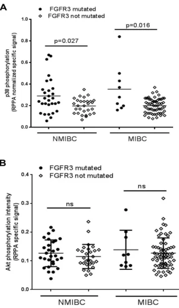 Figure  7:  P38  and  AKT  are  phosphorylated  in  human  bladder  tumors  presenting  FGFR3 mutation