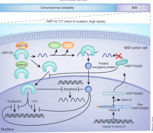 Figure 1  Model for the interaction of HSP110 and HSP110 $ E9 in colorectal cancers. About 15% of  colorectal cancers arise through defects in DNA mismatch repair, resulting in tumors with MSI