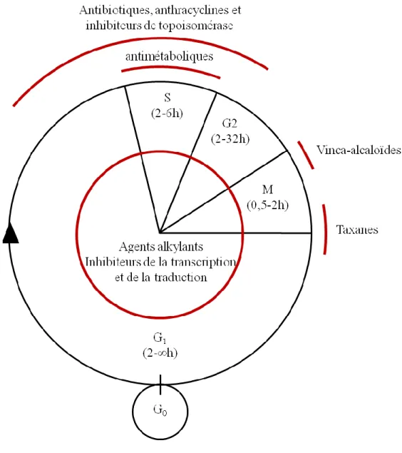 Figure 3 : Les chimiothérapies dans le cycle cellulaire.  