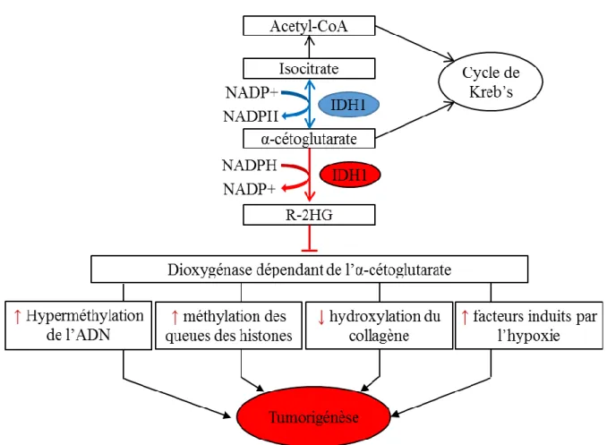 Figure 7 : L’impact de la mutation d'IDH1 dans les cellules de gliome. 
