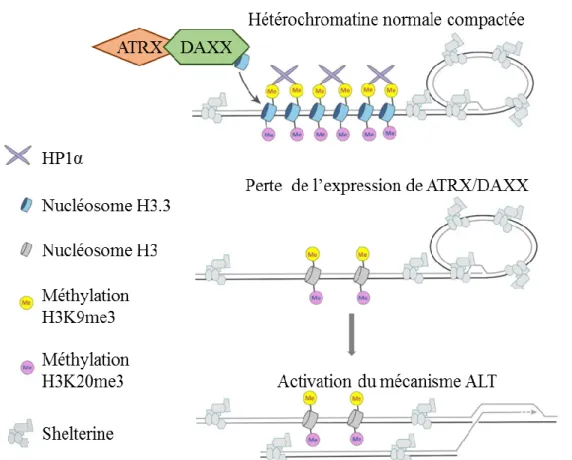 Figure 8 : Le mécanisme de l'élongation des télomères implicant ATRX et l’histone H3.3