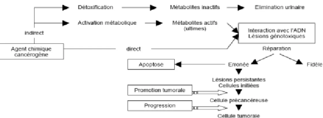 Figure 6 : Mécanismes de cancérogenèse induite par les agents chimiques. 