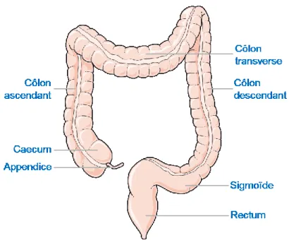 Figure 8 : anatomie du côlon-rectum humain (Source : www.servier.fr) 