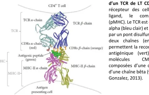 Figure  2 :  Structure  tridimensionnelle  d’un  TCR  de  LT  CD4+  –  La  structure  du  récepteur  des  cellules  T  (TCR)  et  son  ligand,  le  complexe  peptide/CMH  (pMHC)