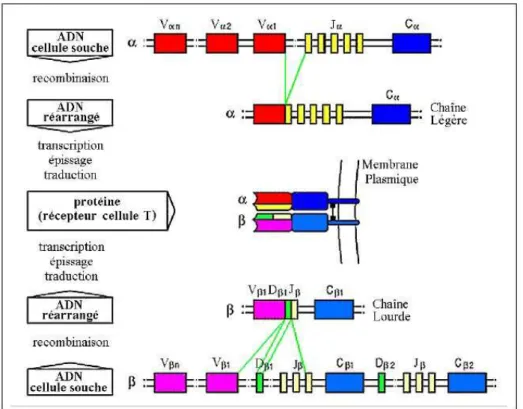 Figure 3 : Recombinaison somatique des gènes V(D)J pour la formation d’un TCR – En haut, le locus  tra comprend en 5′ le cluster de gènes V suivi du cluster central et de l’unique gène C (TRAC)