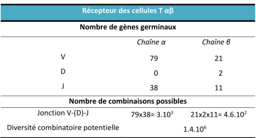 Table 1 : Gènes codant la région variable des chaînes α et β du TCR chez la souris  Récepteur des cellules T αβ 
