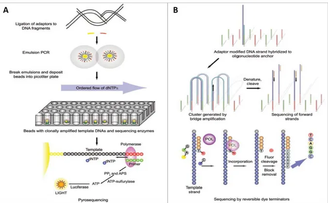 Figure 9 : Technologies de séquençage – A) Une « librairie » est préparée par ligature de fragments  ADN (300 à 800 paires de bases) avec des adaptateurs oligonucléotidiques ou par amplification avec  des amorces incluant les adaptateurs