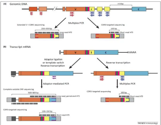 Figure 10 : Exemples de stratégies de préparation des librairies d’ADN – A) Amplification par PCR  et préparation de librairie à partir d’ADN génomique