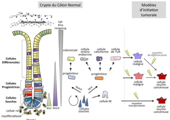 Figure 1.5 – Schéma d’une crypte colique avec le lignage des différents types cellulaires et les modèles possibles de transformation cancéreuse