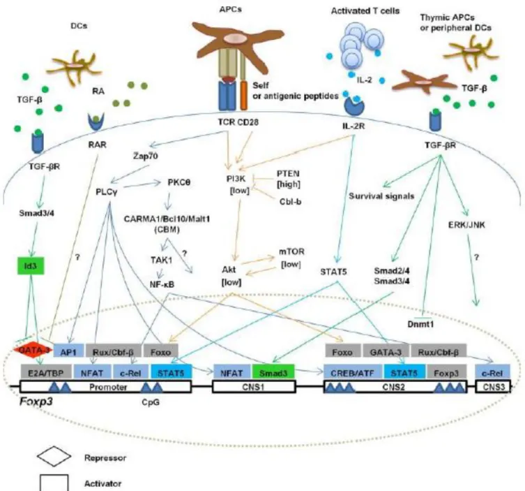 Figure  8 :  Différents  facteurs  induisant  l’expression  de  Foxp3  dans  les  Treg  issus  du  Thymus ou induits à la périphérie