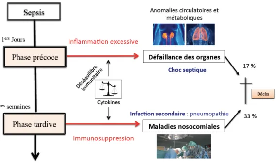 Figure 6 : Les phases cliniques et biologiques du développement de la septicémie. 