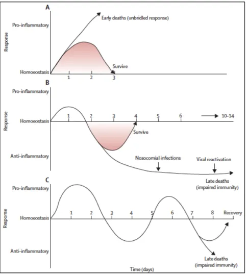 Figure 7 : Les potentiels réponses inflammatoires au cours du  développement du sepsis