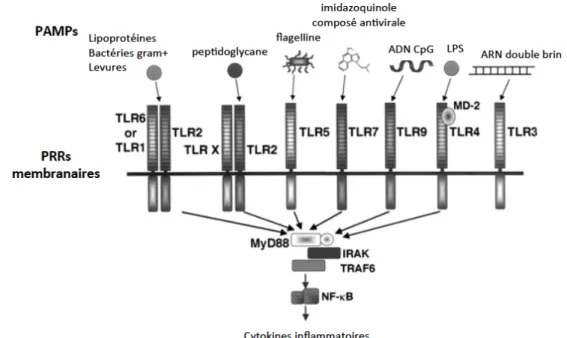 Figure 10b : Les différents TLRs et leurs ligands (Université de LAVAL) 