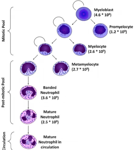 Figure 13a: Production de la lignée des neutrophiles dans la  moelle osseuse. D’après (Tak et al., 2013) 
