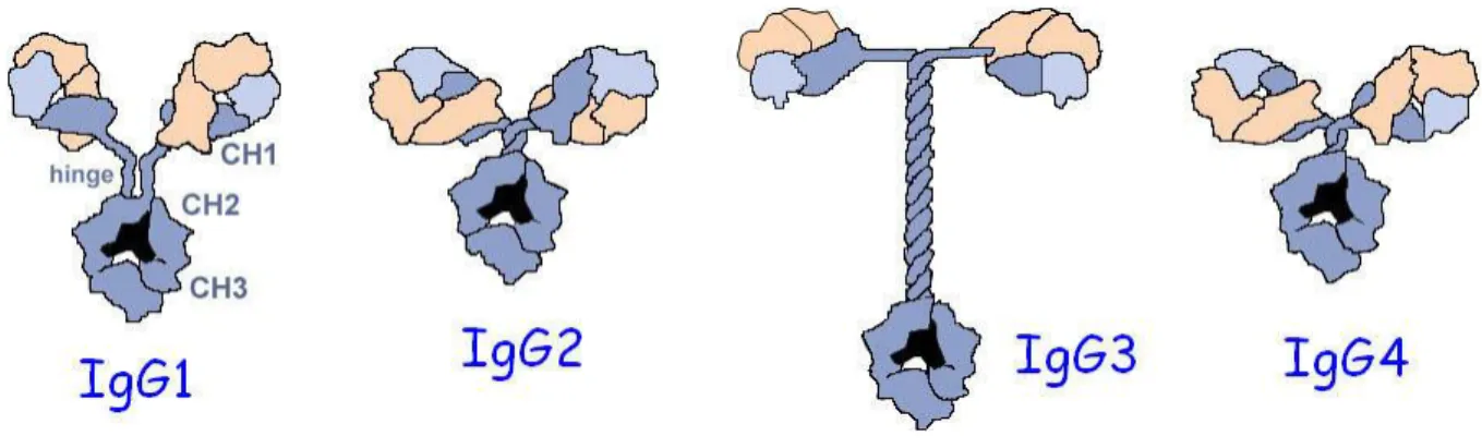 Figure 1 : Structures comparées des 4 sous-classes d’IgG humaines.  