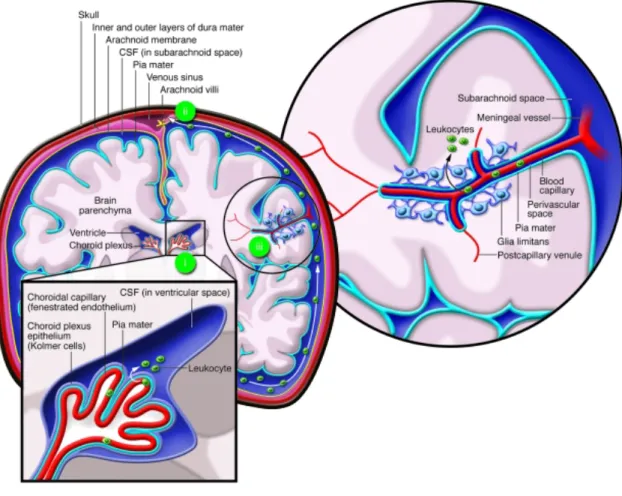 Figure 9 Anatomie du cerveau  D’après Wilson EH et al, J Clin Invest, 2010 