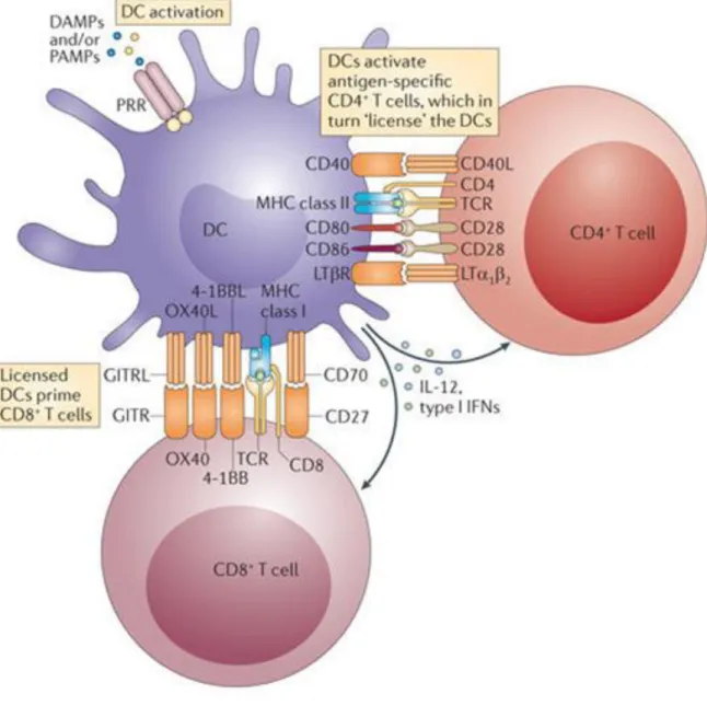 Figure 5 : Activation des lymphocytes T (Adaptée de (deLuca and Gommerman, 2012)).