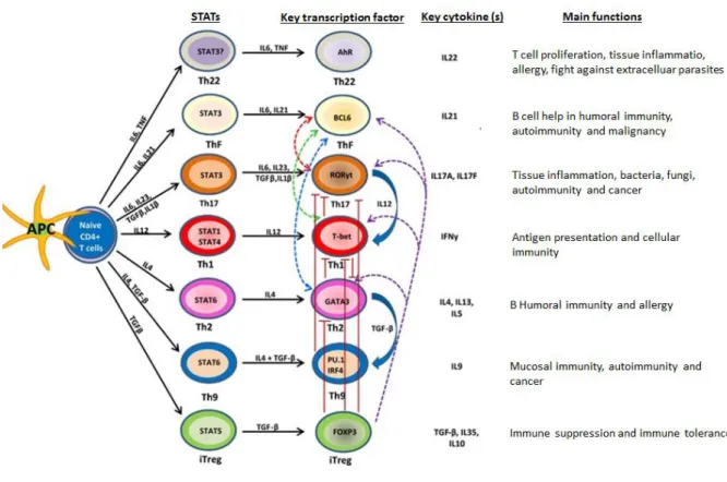 Figure 6 : Activation et fonctions des lymphocytes T CD4+ (Tripathi and Lahesmaa)  Comme l’indique le schéma, différents sous-groupes lymphocytaires T ont été décrits avec  des  fonctions  majeures  associées