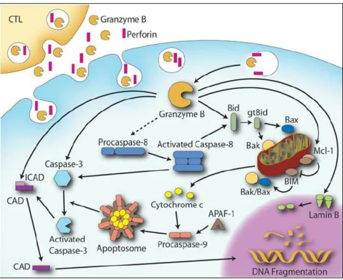 Figure 8 : Mode de sécrétion et d’action de la granzyme B (Wendy AB. et al, 2009).