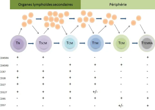 Figure 9 : Différenciation des lymphocytes CD8+ 