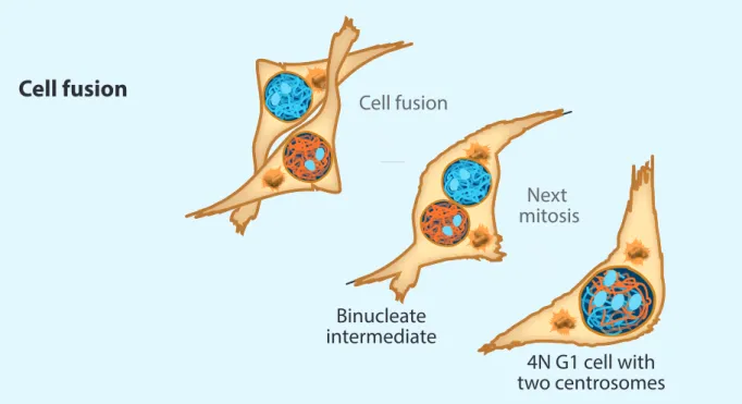 Figure  2  La  fusion  entre  cellules  comme  générateur  de  tétraploïdie.  A  Des  cellules  tétraploïdes  binucléées  (2x  2n,  2C)  peuvent  apparaître  en  présence  de  stress  mécanique,  ou  de  protéines  virales  fusogènes