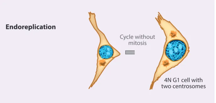 Figure 3 L’endoréplication 