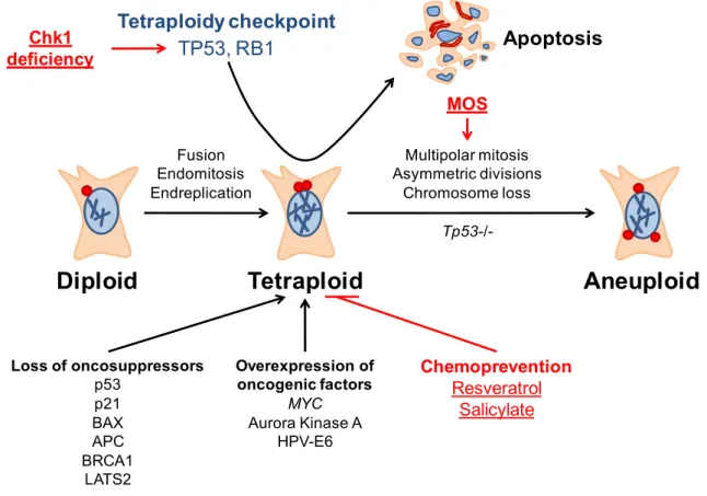 Figure 6. Cascade de polyploïdisation/dépolyploïdisation dans l’oncogenèse. Les cellules diploïdes  peuvent  devenir  tétraploïdes  suite  à  une  endoréplication,  des  erreurs  mitotiques  et  des  fusions  entre  cellules, un phénomène qui est favorisé 