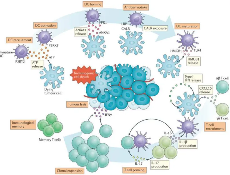 Figure 8. Propriétés de la mort cellulaire immunogène (ICD). En réponse aux inducteurs de la mort  cellulaire immunogène (ICD), comme la doxorubicine ou l'oxaliplatine, les cellules malignes exposent  la calréticuline (CALR) et d'autres chaperonnes du réti