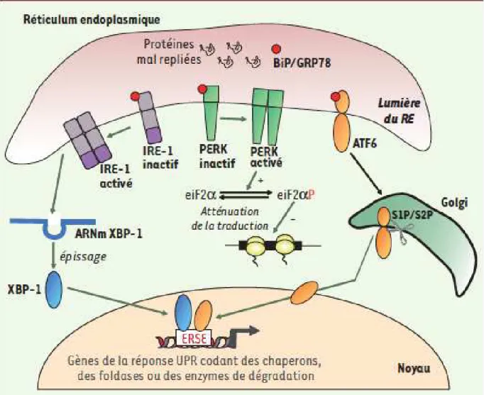 Figure  9.  Les  différentes  composantes  de  la  réponse  UPR.  À  l’état  basal,  les  protéines  transmembranaires  de  la  réponse  UPR  (PERK,  ATF6  et  IRE-1)  sont  maintenues  inactives  dans  le  RE  grâce  à  leur  interaction  avec  la  protéi