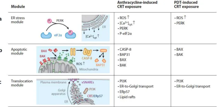 Figure  10.  Propriétés  de  la  mort  cellulaire  immunogène  (ICD).  Les  voies  de  signalisation  qui  entraînent  l’exposition  de  la  calréticuline  (CALR)  en  réponse  aux  anthracyclines  et  à  la  thérapie  photodynamique  (PDT)