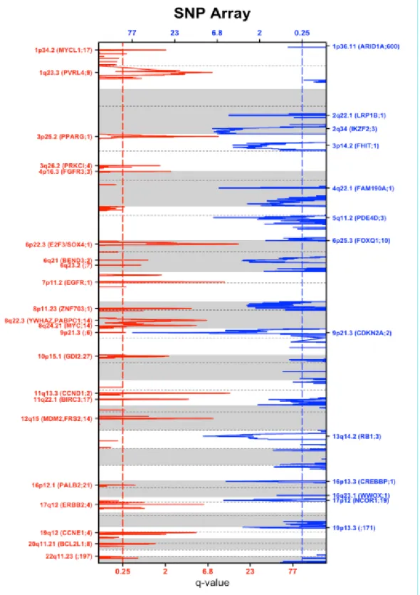 Figure 5 : Distribution des altérations chromosomiques (gains en rouge et pertes en bleu), les  plus fréquemment observées dans les tumeurs urothéliales par analyse en CGH sur puce ADN  dans le cadre du projet TCGA (51)