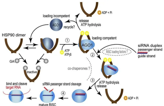 Figure 7: Mécanisme possible pour la formation d'un complexe RISC actif chez A. thaliana  (Iki et al