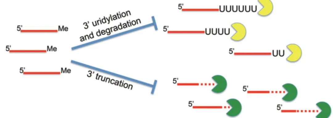 Figure  19  :  La  méthylation  protège  les  sRNAs  de  l'uridylation  et  de  la  dégradation