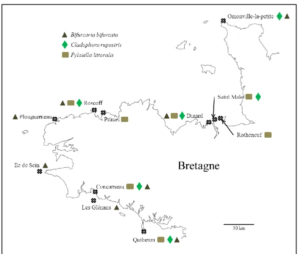 Figure 5 : Carte d’échantillonnage des 2 espèces de Phaeophyceae Bifurcaria bifurcata et Pylaiella  littoralis et de l’algue verte Cladophora rupestris en Bretagne