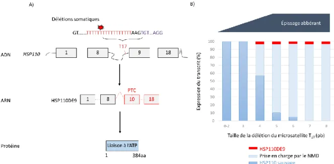 Figure  11  :  La  mutation  de  la  chaperonne  HSP110  dans  les  CCR  MSI.  (A)  Les  délétions somatiques au niveau du microsatellite T 17  perturbe l’épissage du transcrit  sauvage au profit du transcrit mutant HSP110DE9, dépourvu d’exon 9 et possédan